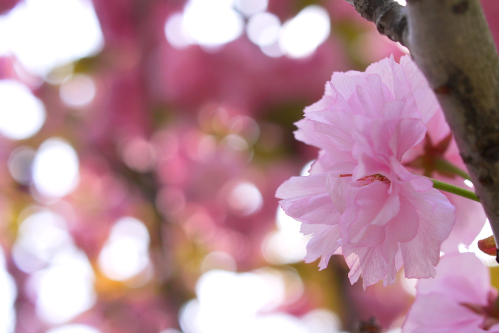 八重桜
