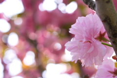 八重桜