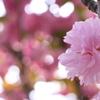 八重桜