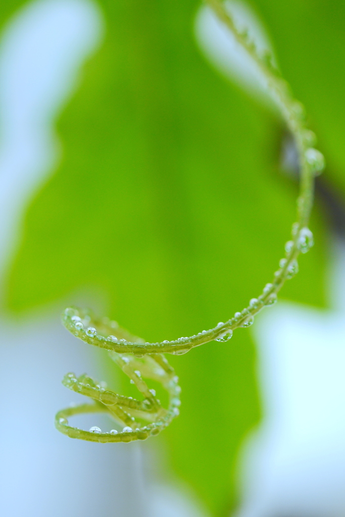 砂糖菓子P1210384