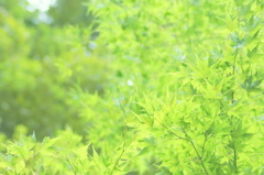 夏のもみじ