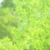 夏のもみじ