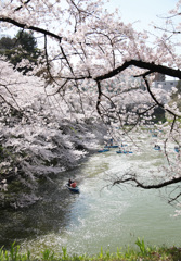 千鳥ヶ淵-桜