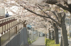 桜の休日