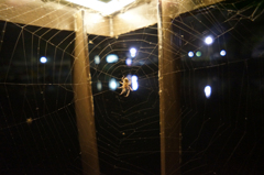 夜の蜘蛛