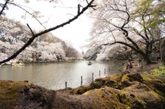 桜と池