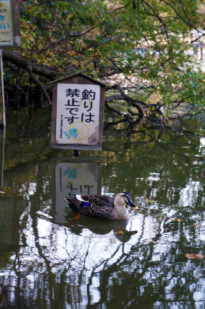 釣りは禁止です