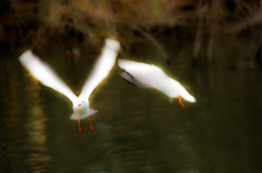 カゴメが飛んだ