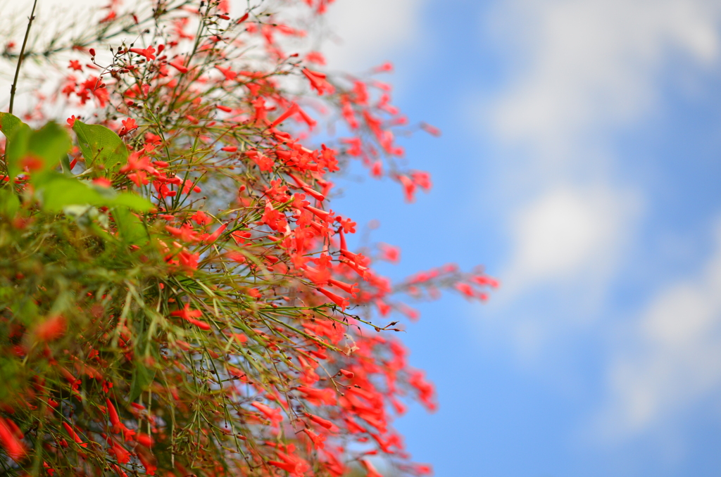 赤の花。