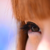 ひとみ。