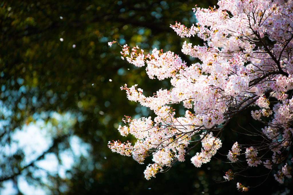桜舞う