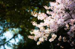 桜舞う
