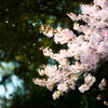 桜舞う