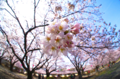 桜色