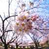 桜色