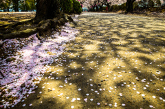地面に咲くサクラ
