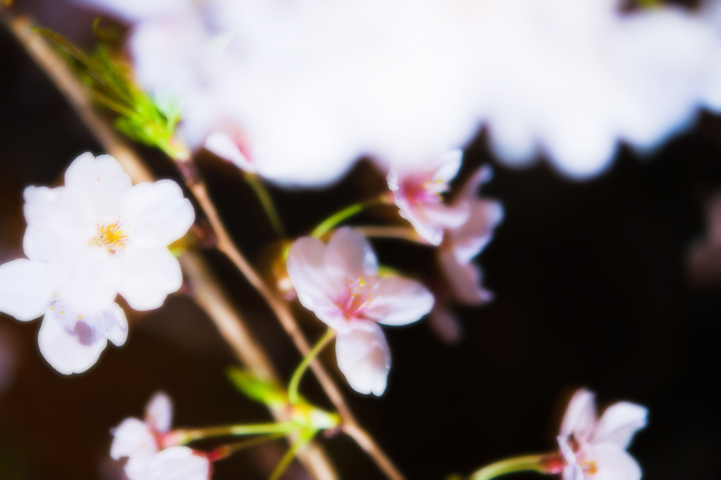優しい花