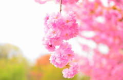 八重桜。