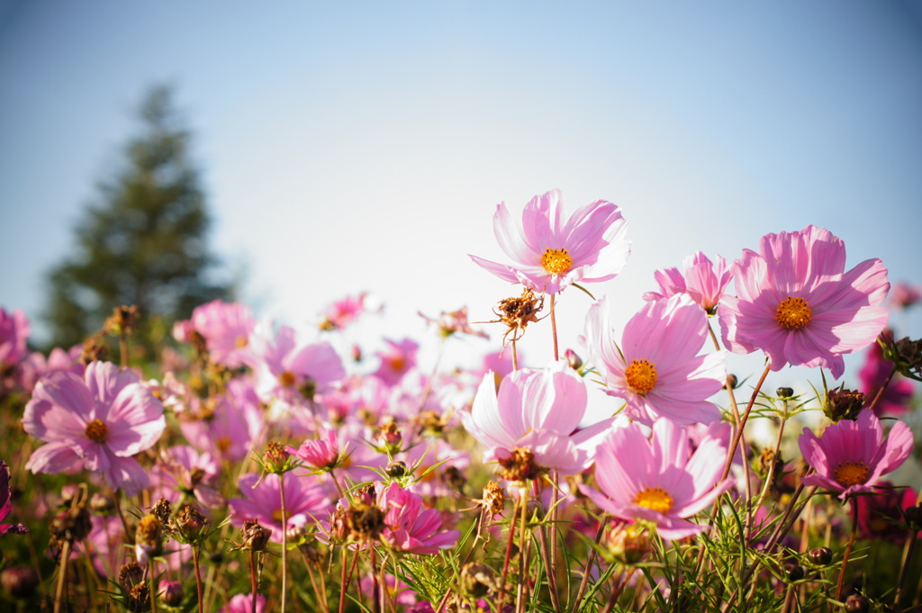 秋桜。