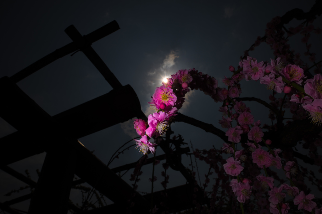 太陽と梅