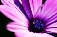 1輪の花