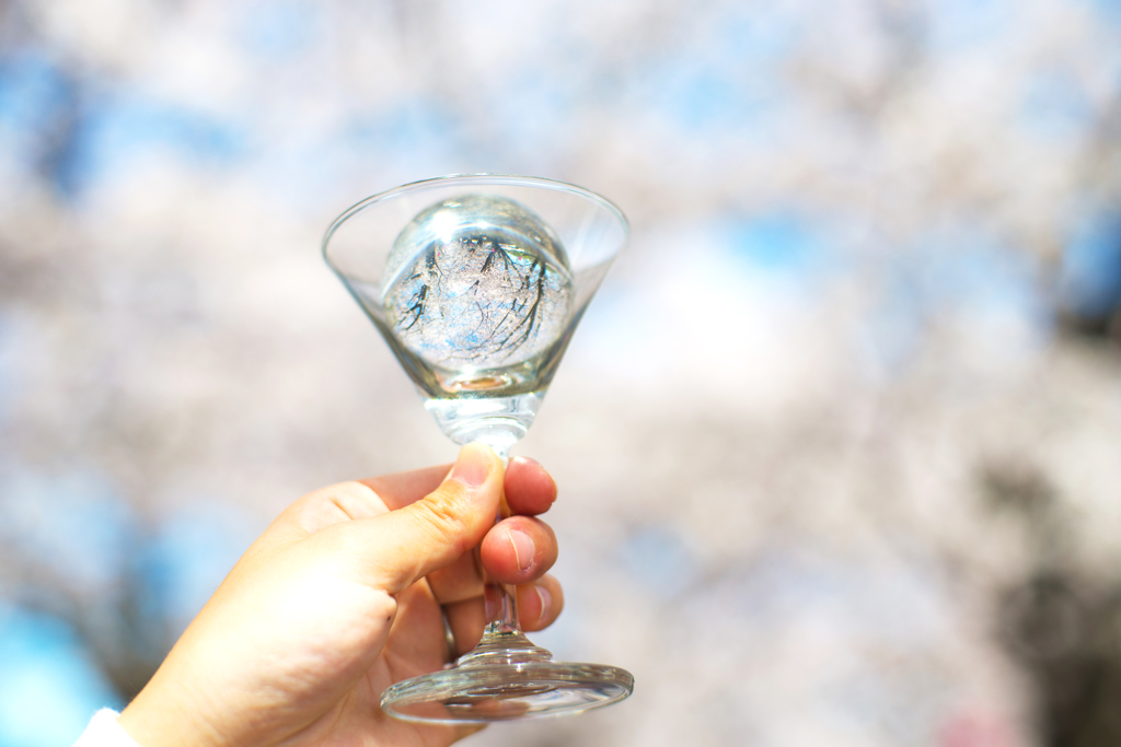 桜に乾杯