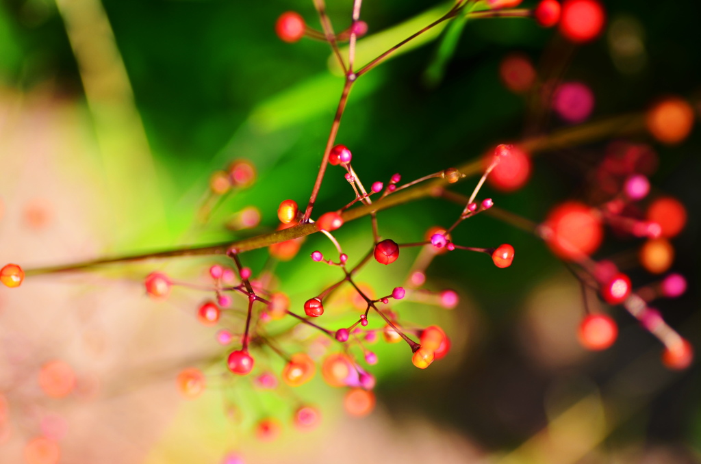 粒の花