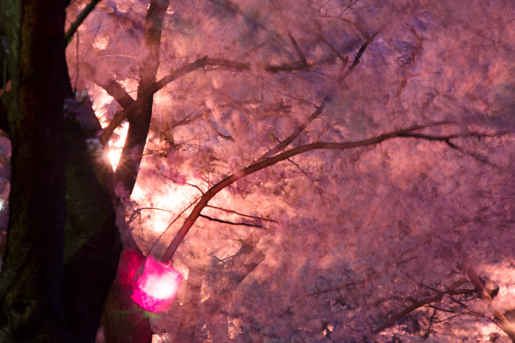 夜桜