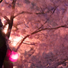 夜桜