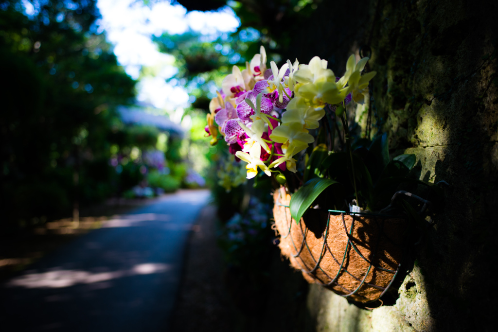 flower