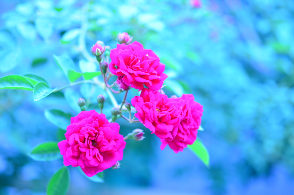 薔薇。