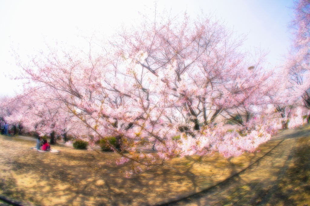 お花見日和