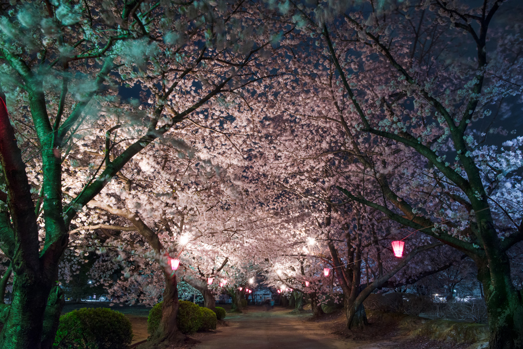 夜の散歩道