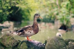 bird