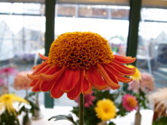 お花の帽子