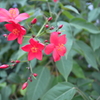 緑の中の赤い花