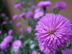 紫の花火