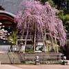 安居寺（あんごじ）の枝垂れ桜