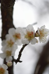 梅