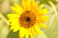 summer's flower