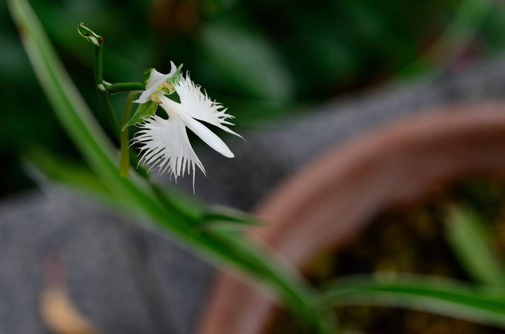 飛ぶ花