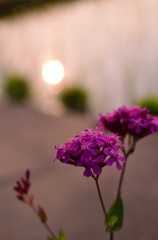 オトナ