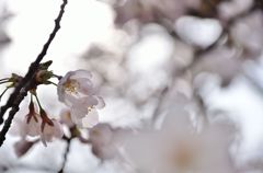 サクラノヒカリ