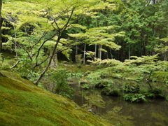 苔寺にて