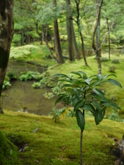 苔寺にて