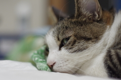 眠りの準備
