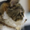 真面目な横顔