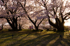 大きな桜の木の下で