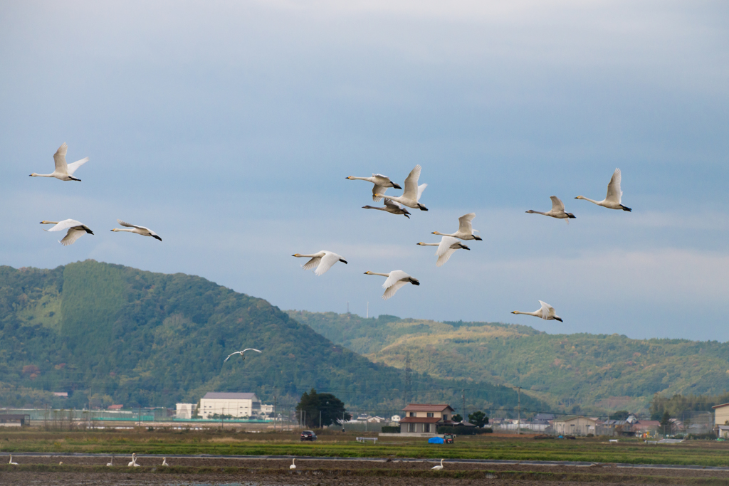 白鳥の飛ぶ風景