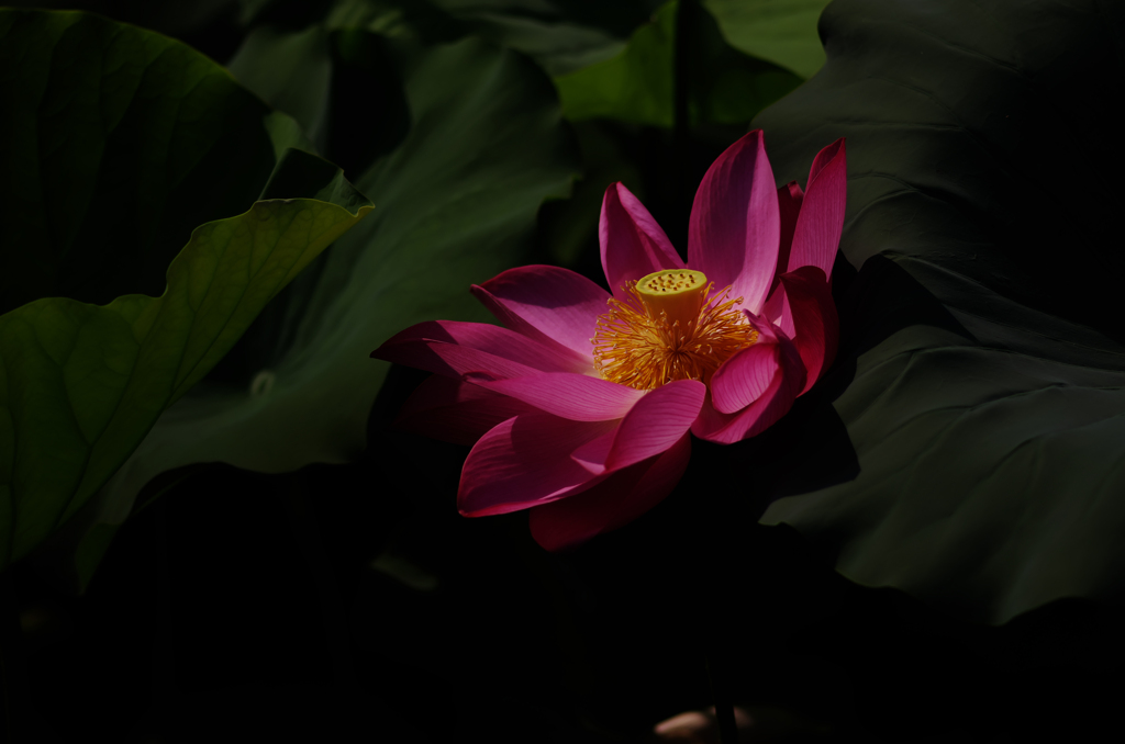涅槃